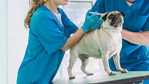 Cleaning Services for Veterinary Hospitals In Chicago