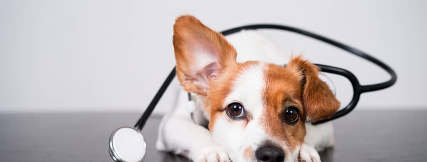Veterinary Hospital Cleaning in Chicago